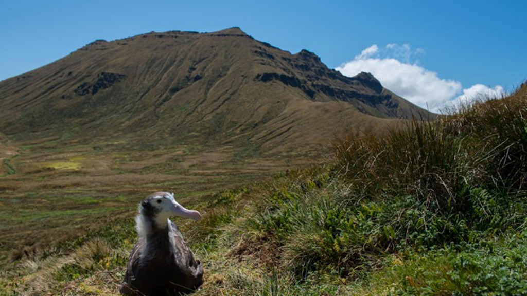 gough-island