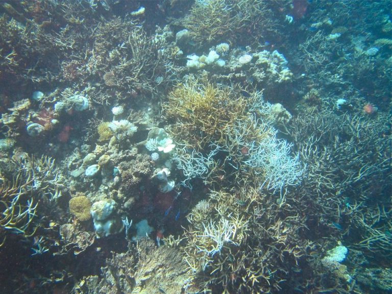 Coral Reef Diving