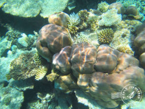 coral-reef-19