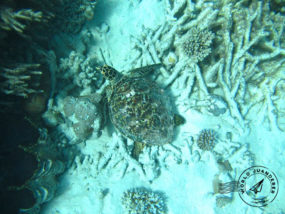 coral-reef-2