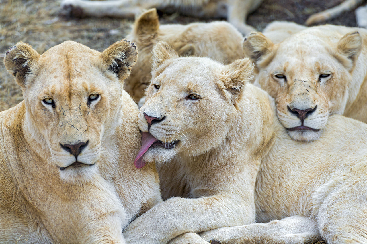 Johannesburg-South-Africa-White-Lions