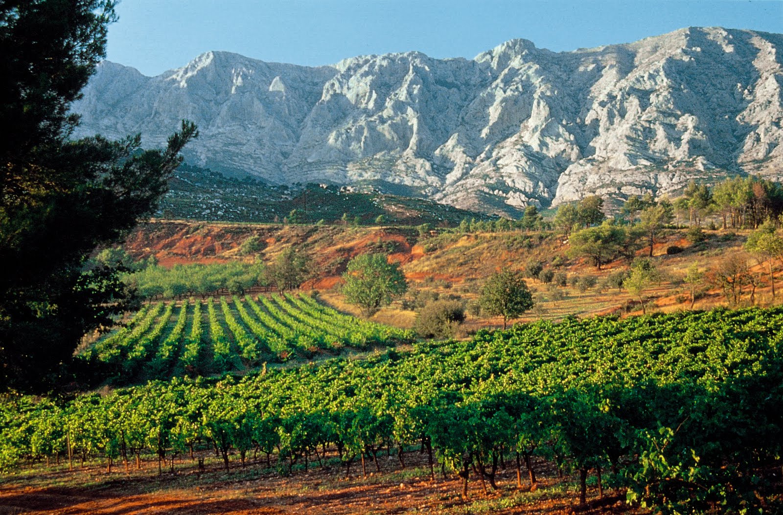 FRANCE Provence Vineyard