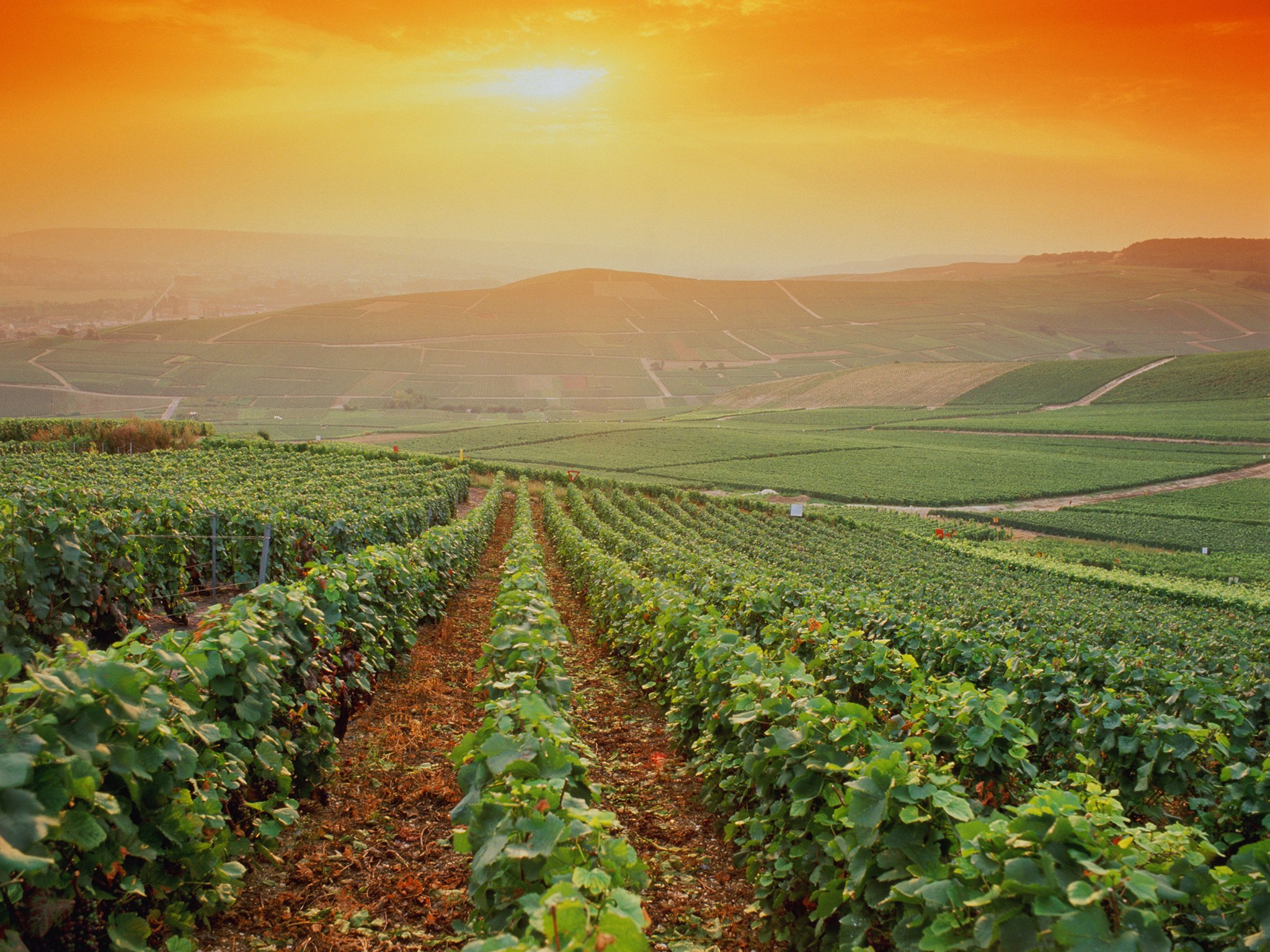 champagne-vineyards-france-cr-getty