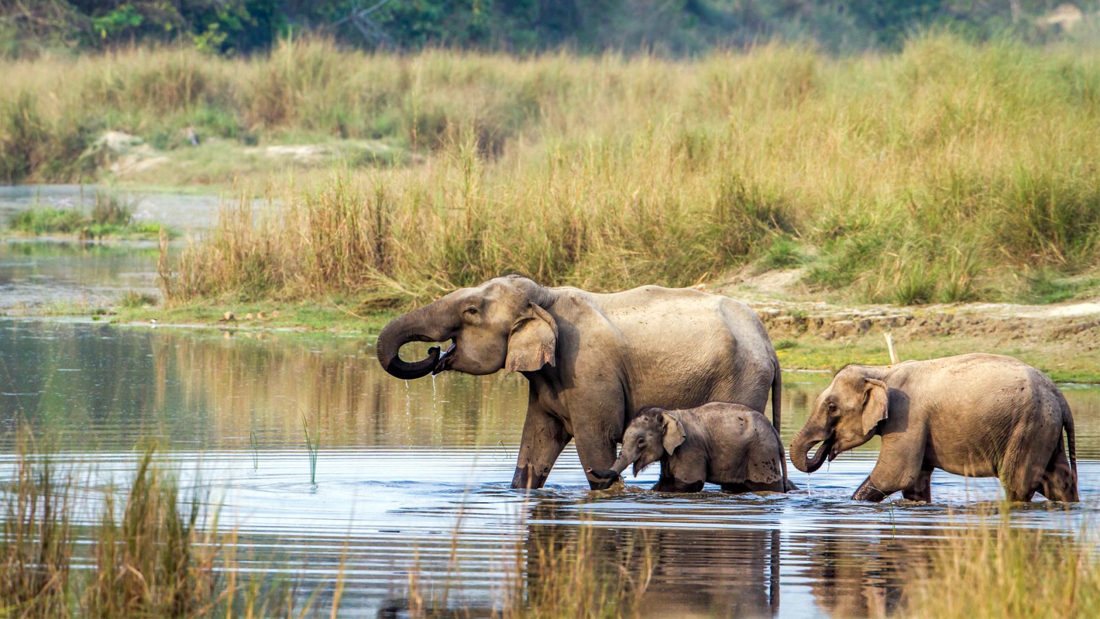 indian-elephant-chitwan-nepal-1600x900